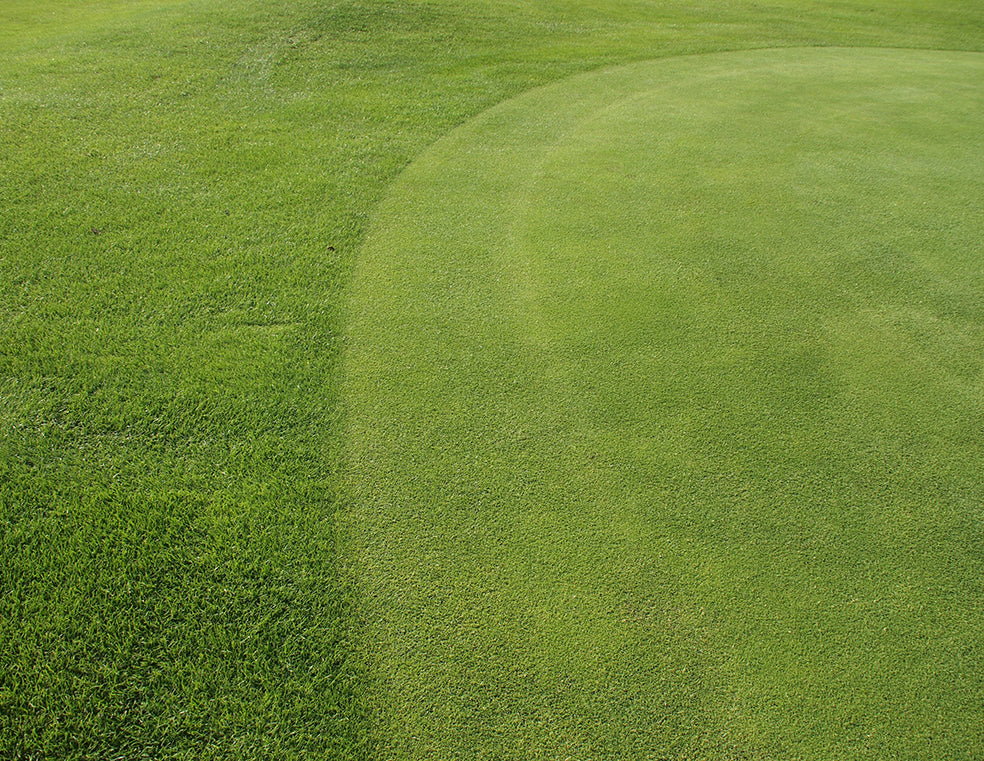 LAWN, Fine Art Print by Studio5land