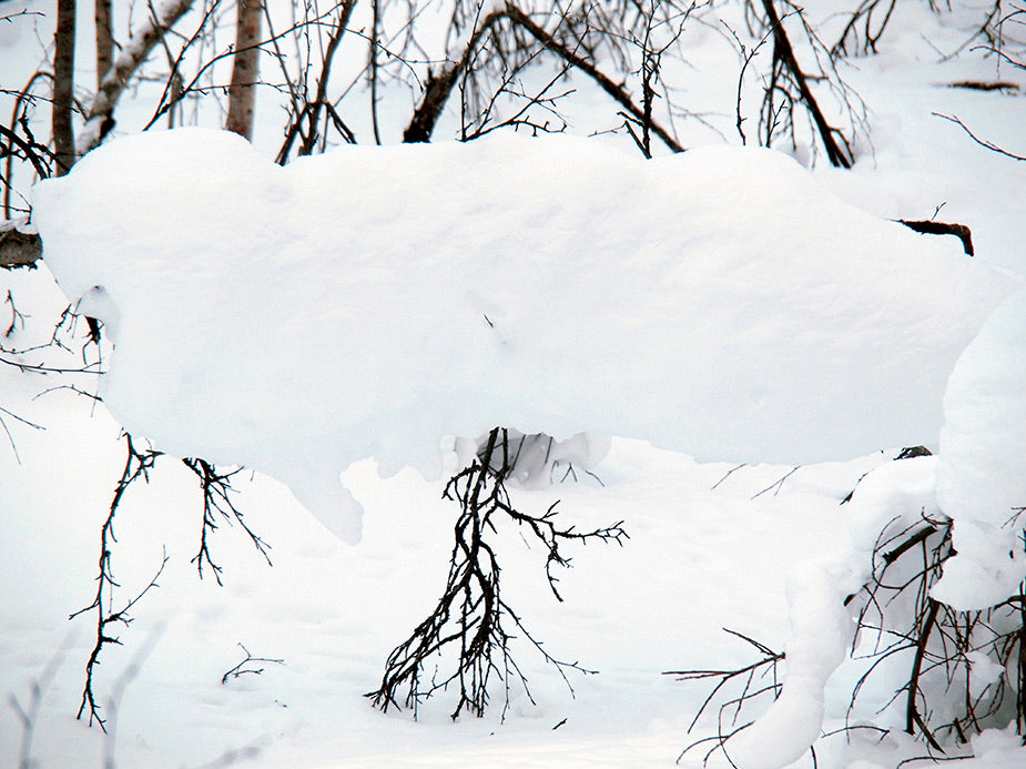 SNÖGREN - poster 50 x 70 cm