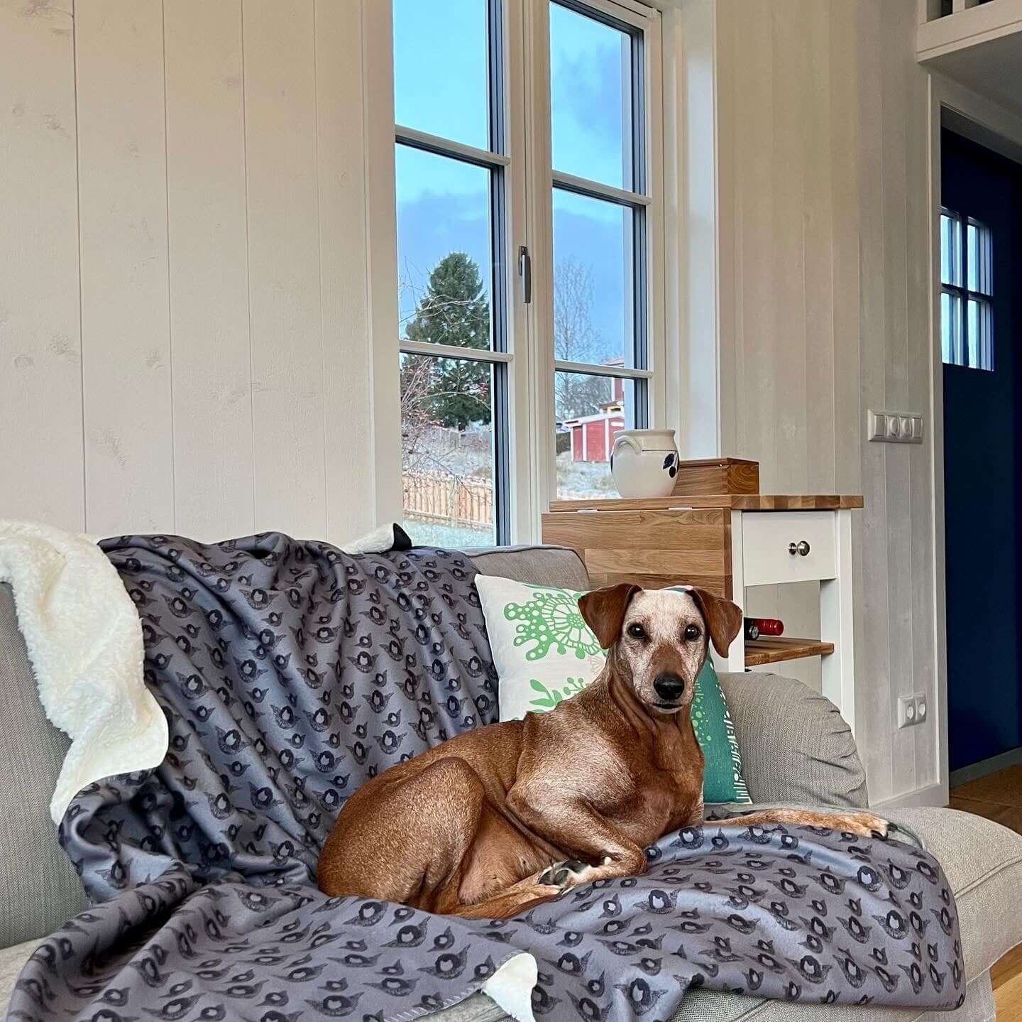 AngelDog - Sherpa Blanket (Gray Blue)