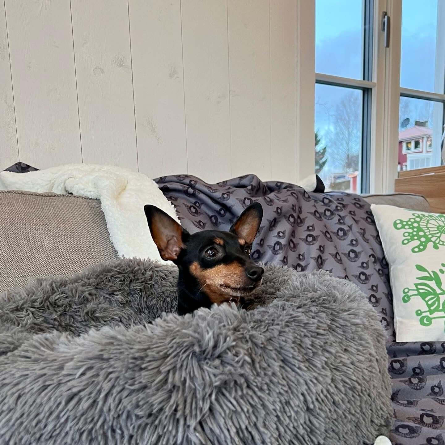 AngelDog - Sherpa Blanket (Gray Blue)