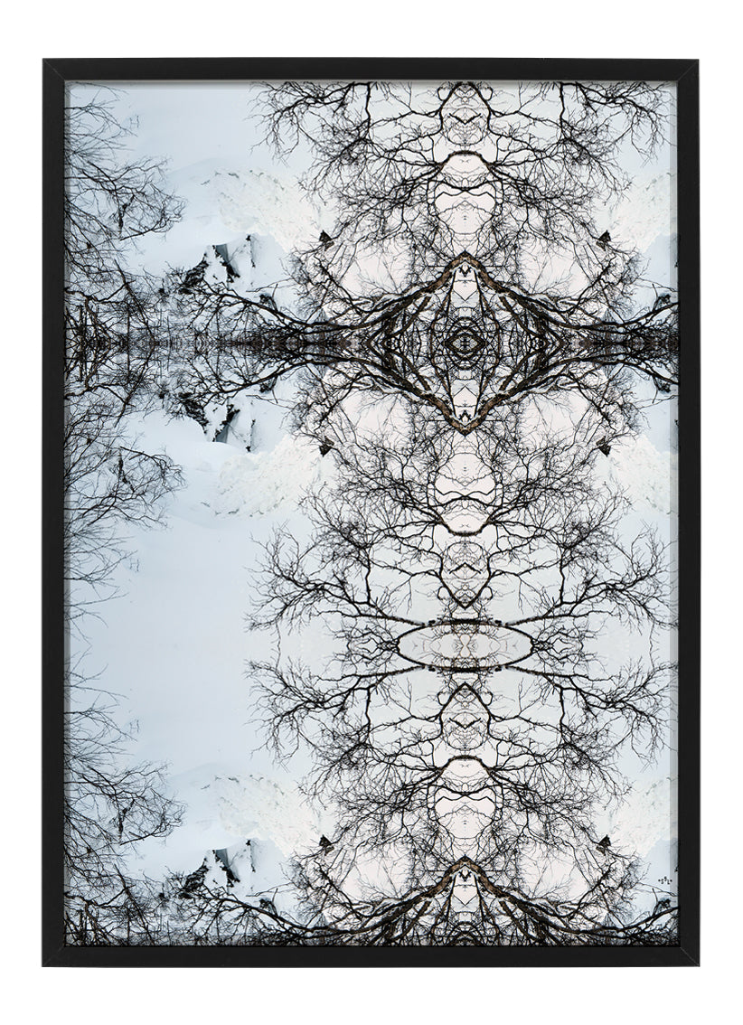 Fjällbjörk - Poster 50 x 70 cm