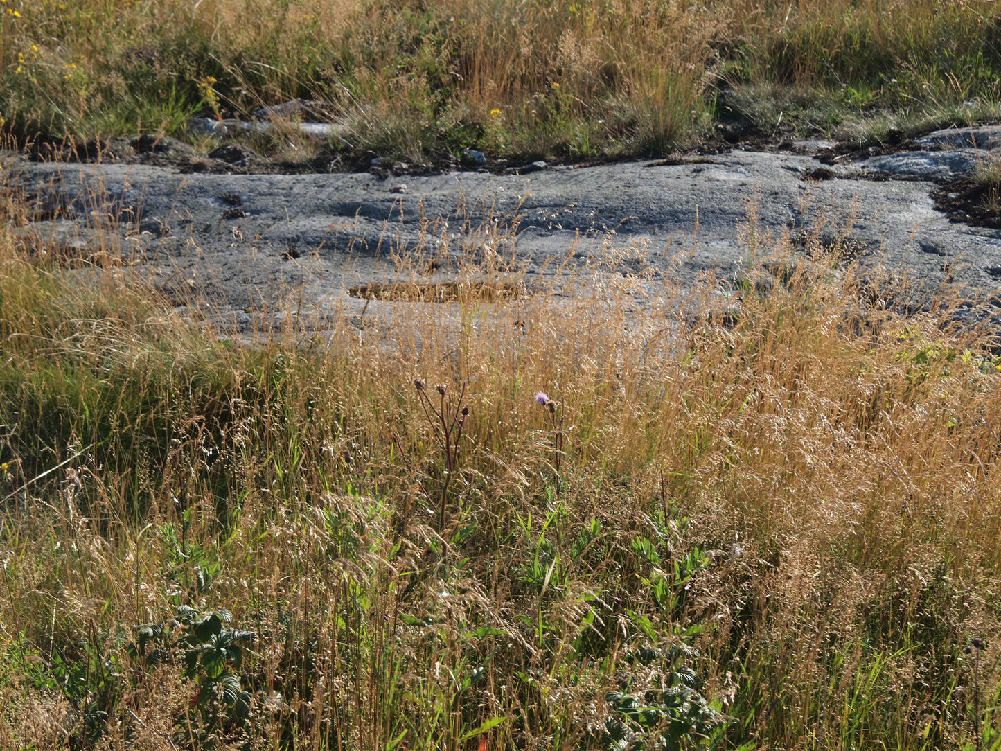 SUMMER MEADOW - Poster 50 x 70 cm