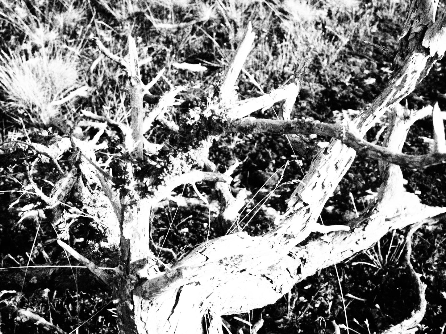 BRANCHES - a pattern landscape